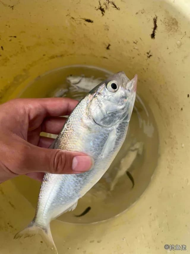 鳓鱼钓获 汕头市 0.3kg