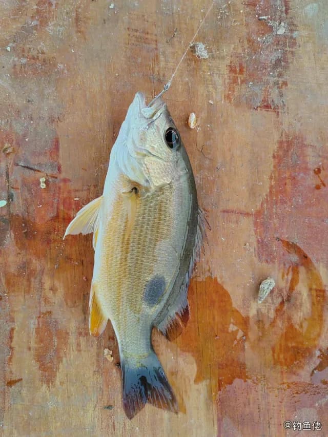 勒氏笛鲷钓获 海南省 0.3kg