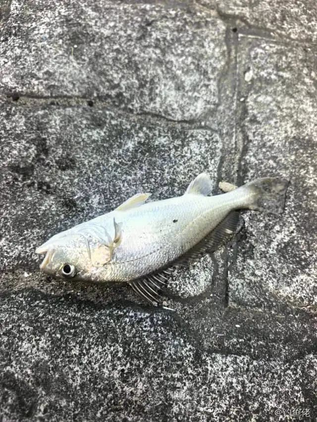 勒氏枝鳔石首鱼钓获 ["陵水黎族自治县"] 0.1kg
