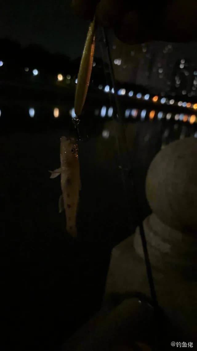 六带拟鲈钓获 佛山市 0.05kg