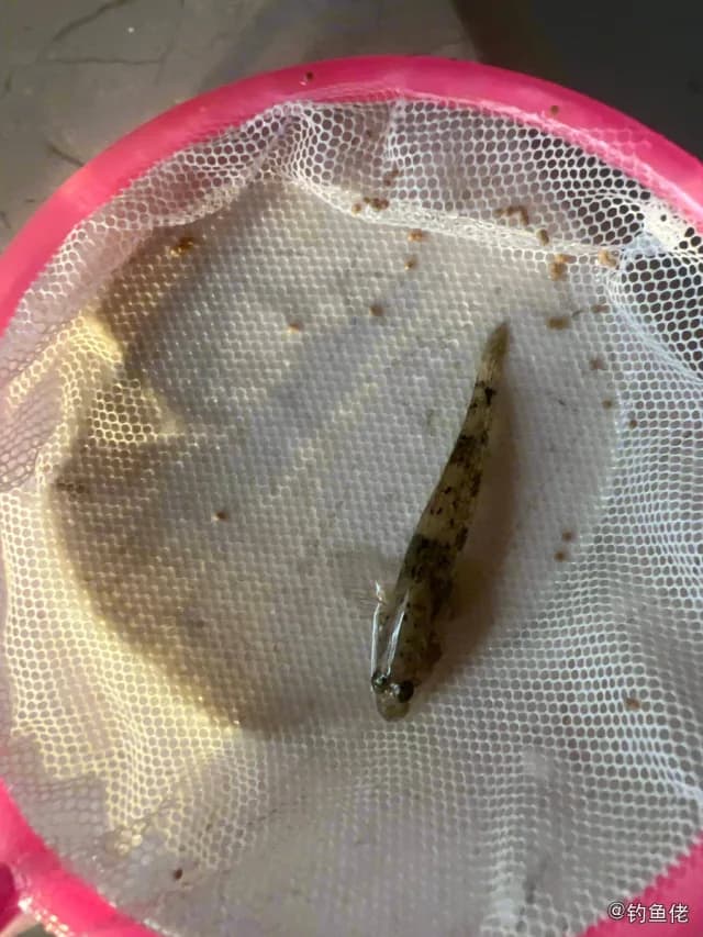 六带拟鲈钓获 珠海市 0.4kg