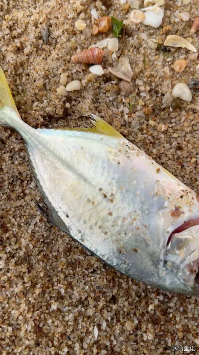 六带鲹钓获 三亚市 14.4kg