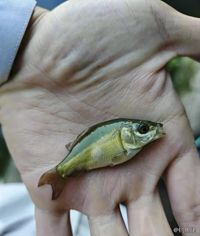 六带鲹钓获 杭州市 0.6kg
