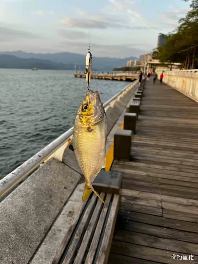 六带鲹钓获 深圳市 14.4kg