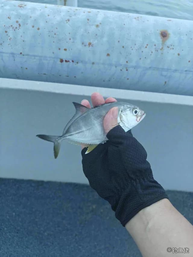 六带鲹钓获 陵水黎族自治县 