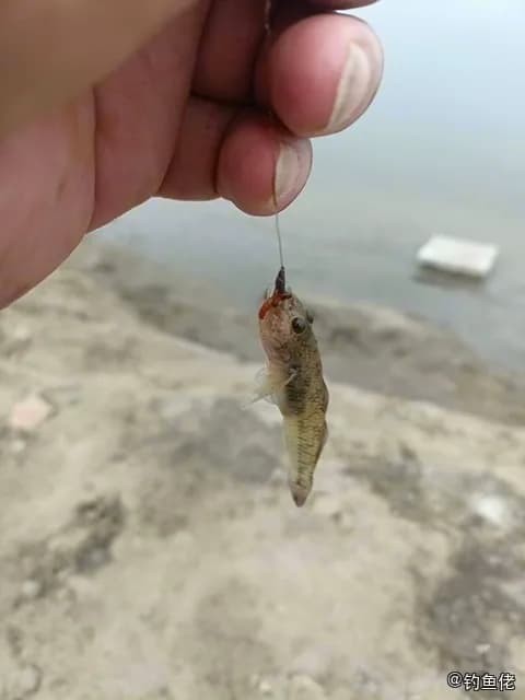 六丝钝尾虾虎鱼钓获 廊坊市 