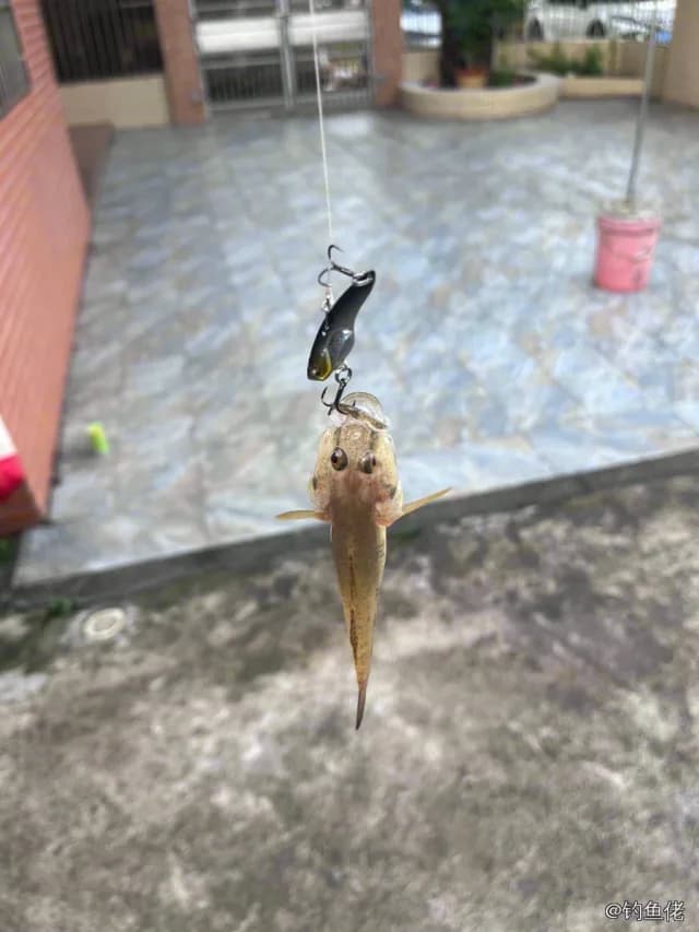 六丝钝尾虾虎鱼钓获 广州市 0.2kg