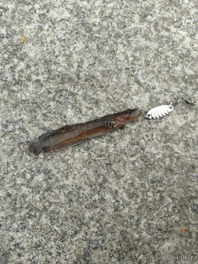 六线鳚钓获 大连市 0.16kg