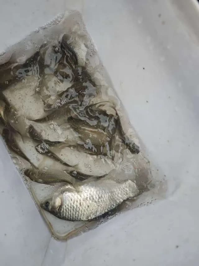 鹿斑鲾钓获 湖北省 0.01kg