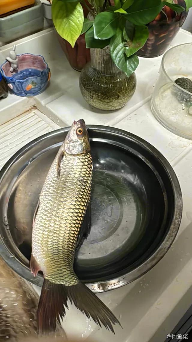 露斯塔野鲮钓获 成都市 4.5kg