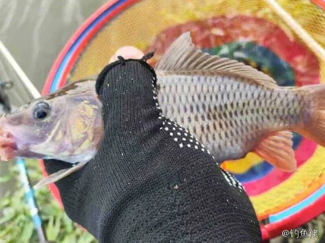 露珠盔鱼钓获 衡水市 0.1kg