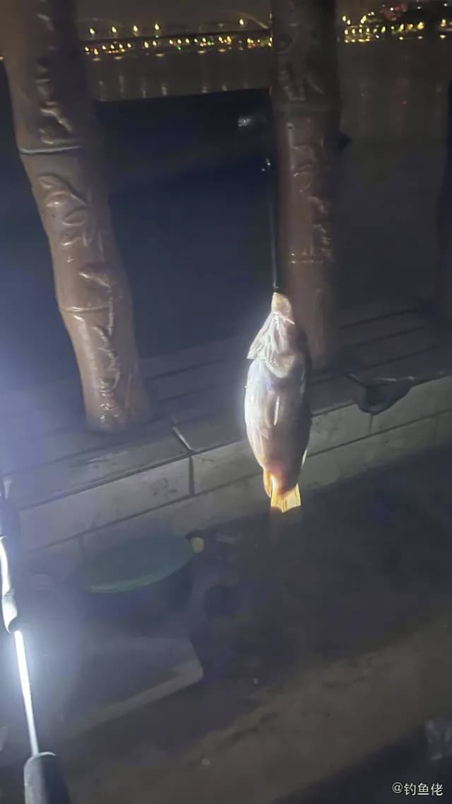 露珠盔鱼钓获 柳州市 2.5kg