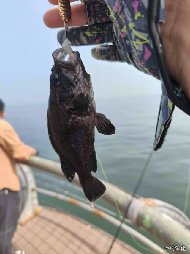 裸平鲉钓获 大连市 0.2kg