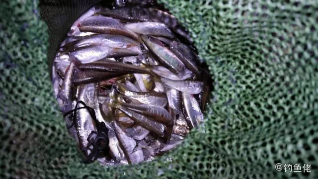 裸头双边鱼钓获 葫芦岛市 0.04kg