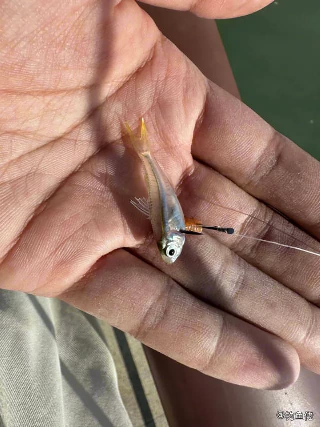 裸头双边鱼钓获 厦门市 0.1kg