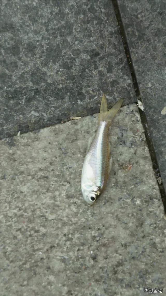 裸头双边鱼钓获 深圳市 0.04kg