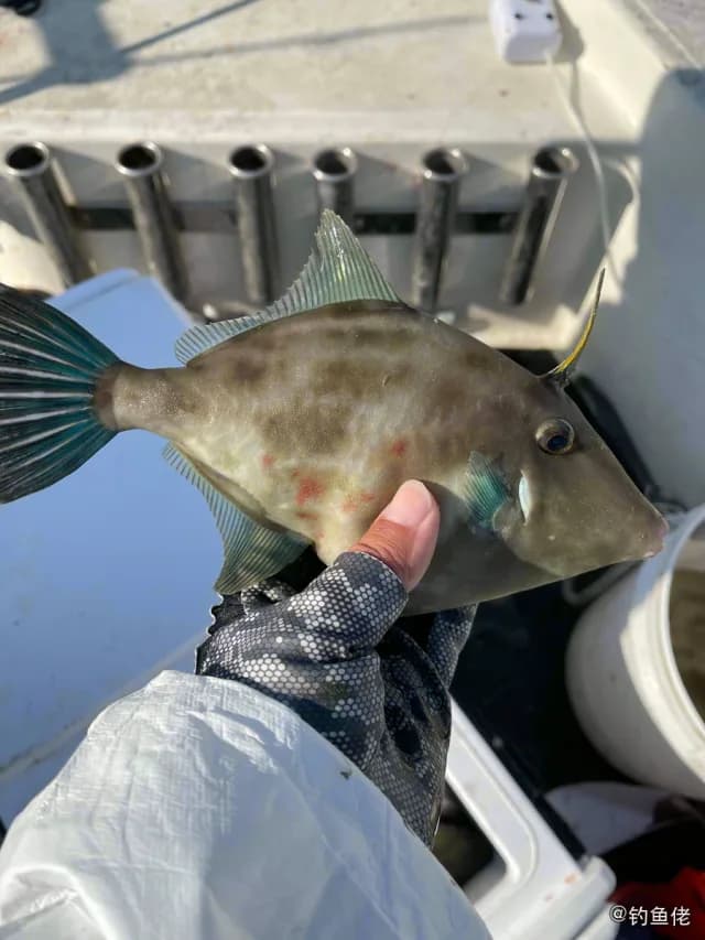 绿鳍马面鲀钓获 中华人民共和国 0.8kg