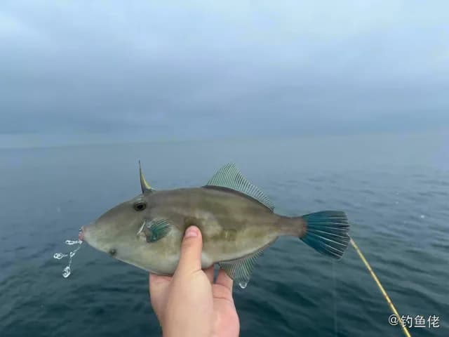 绿鳍马面鲀钓获 威海市 0.8kg