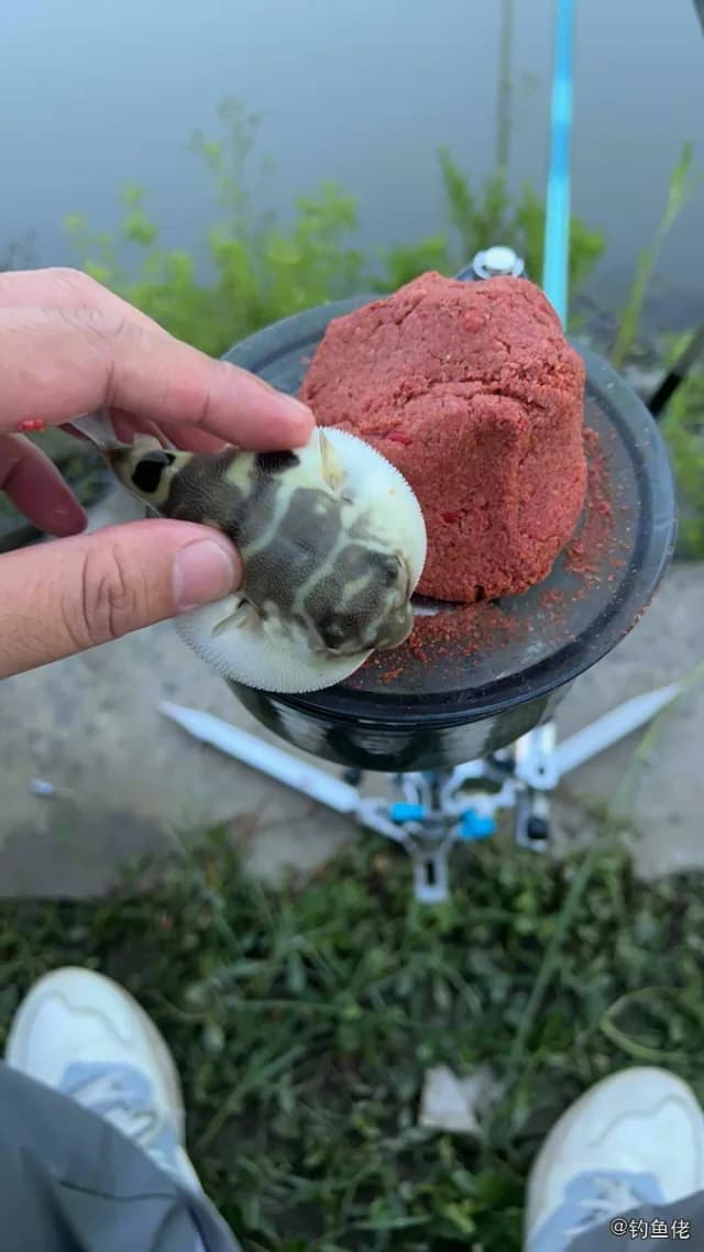 绿鳍马面鲀钓获 上海市 0.1kg