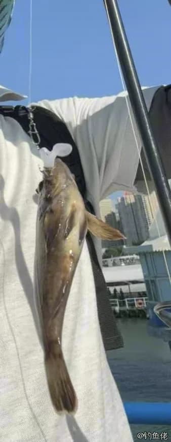 绿鳍鱼钓获 青岛市 0.25kg