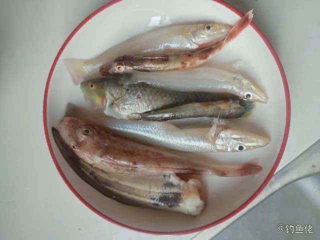 绿鳍鱼钓获 厦门市 0.25kg