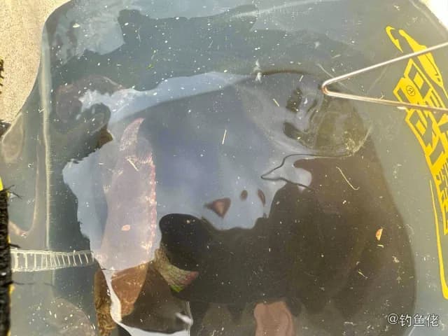绿尾唇鱼钓获 三亚市 