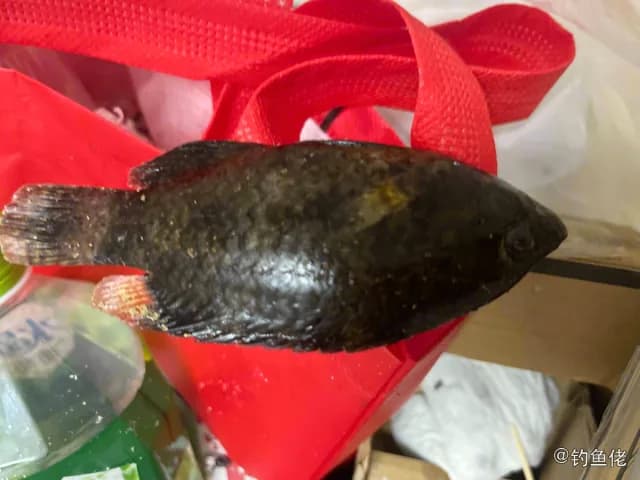 绿尾唇鱼钓获 三亚市 1.2kg