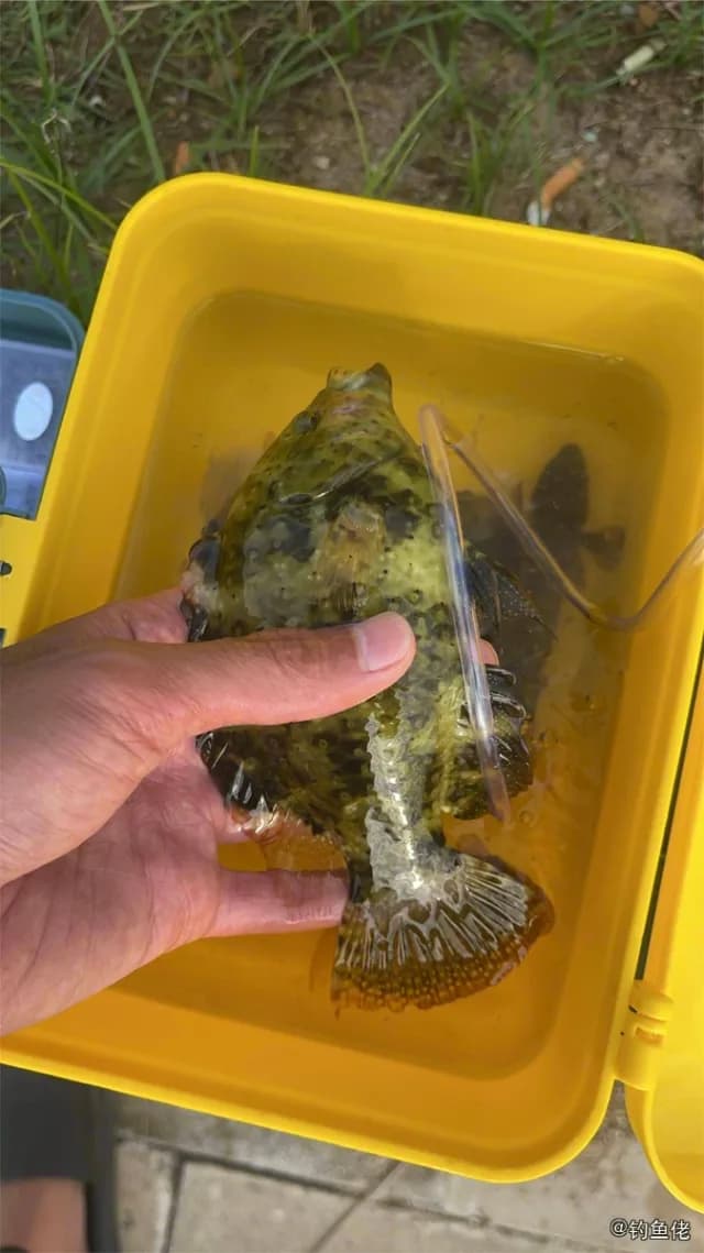 绿尾唇鱼钓获 三亚市 0.3kg