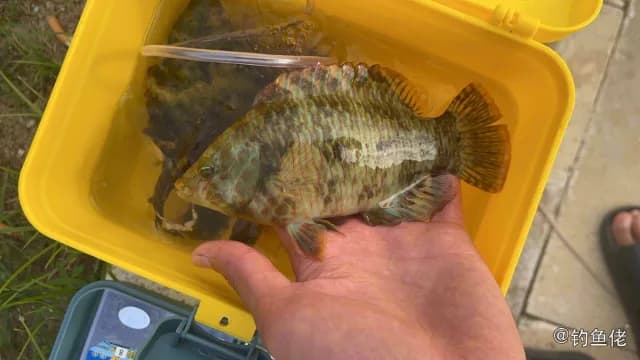 绿尾唇鱼钓获 三亚市 0.7kg