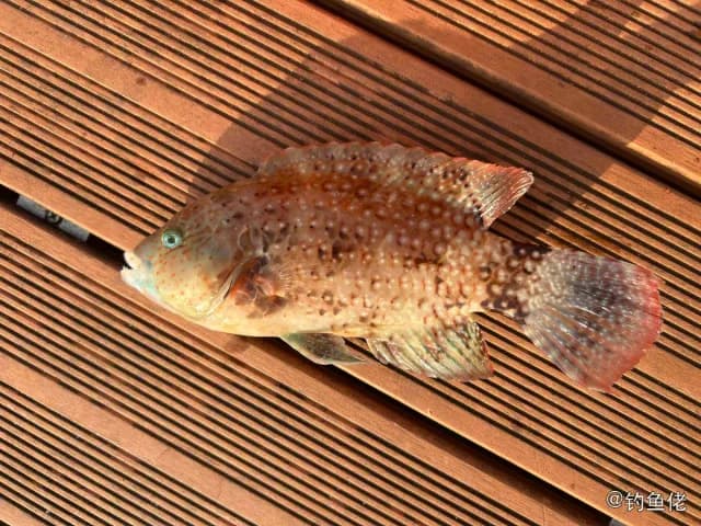 绿尾唇鱼钓获 海南省 1.2kg
