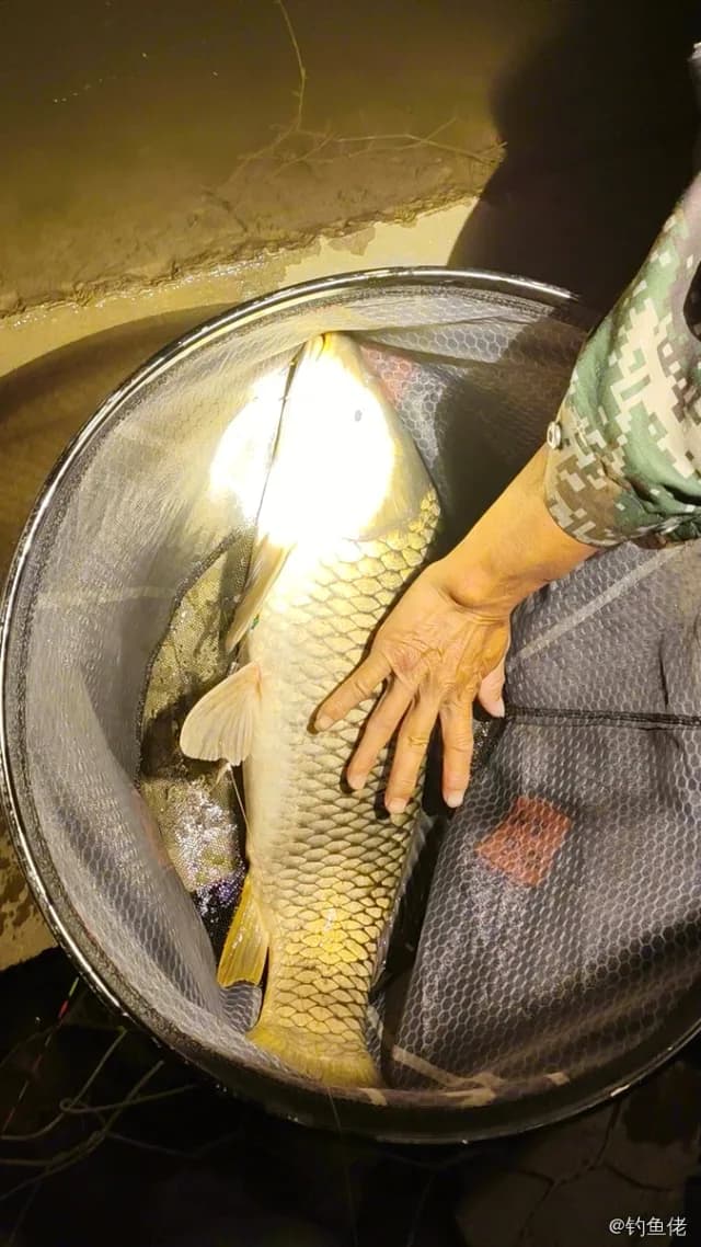 马鞍刺盖鱼钓获 合肥市 0.1kg