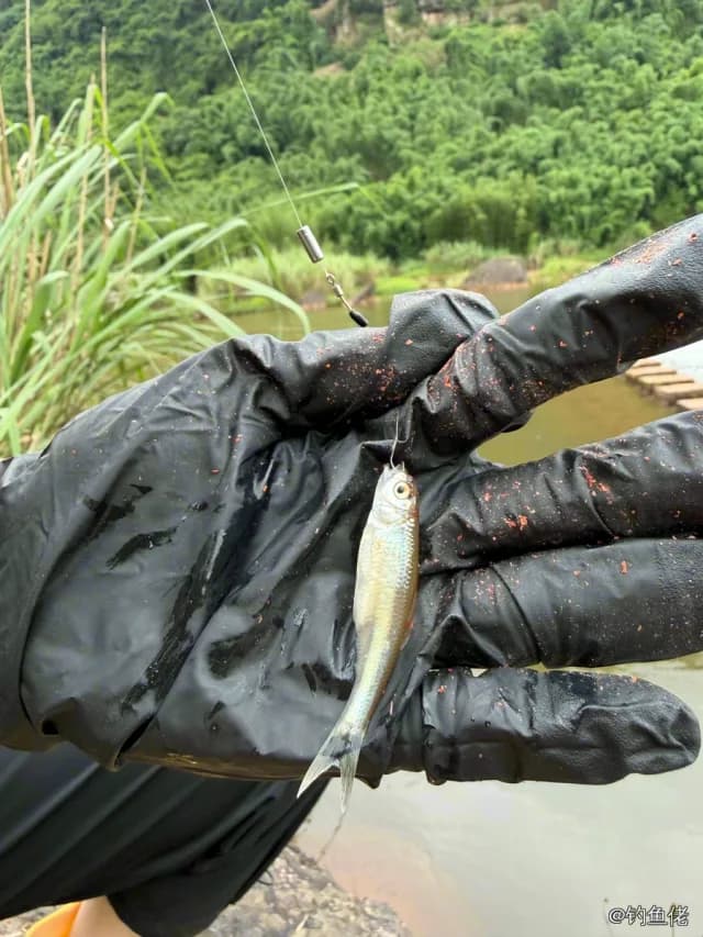 麦氏犀鳕钓获 遵义市 0.1kg