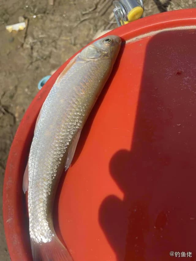 麦氏犀鳕钓获 张家口市 0.4kg
