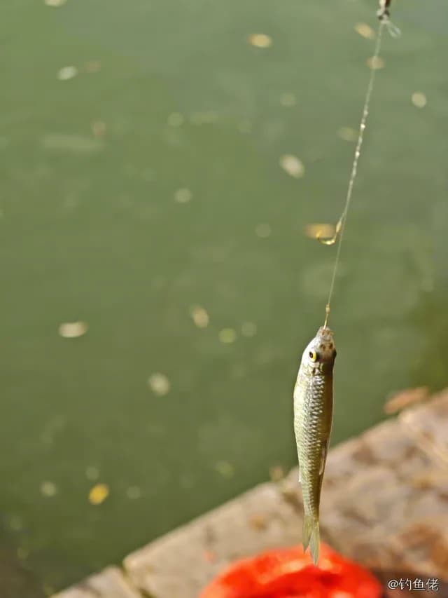 麦穗鱼钓获 晋城市 