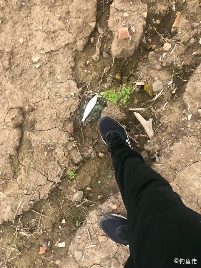 玫瑰毒鲉钓获 佛山市 0.3kg