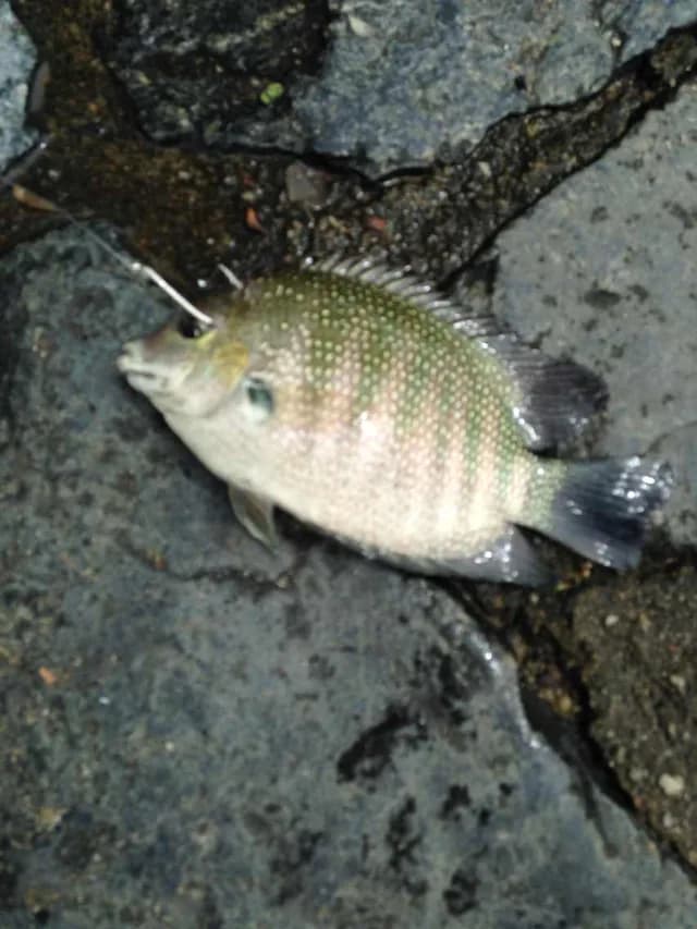 孟加拉国豆娘鱼钓获 兰州市 0.01kg