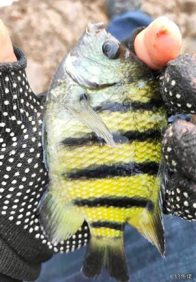 孟加拉国豆娘鱼钓获 衡水市 0.01kg