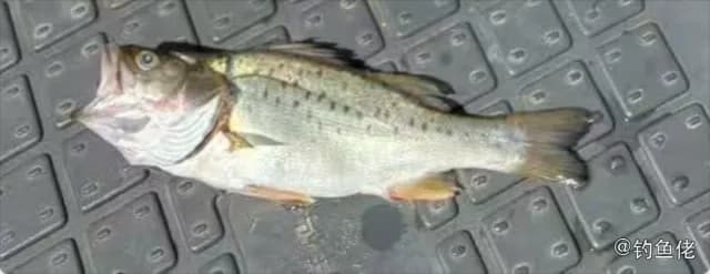 鮸鱼钓获 北京市 8kg