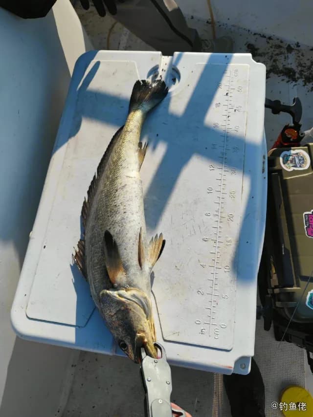 鮸鱼钓获 舟山市 2.6kg