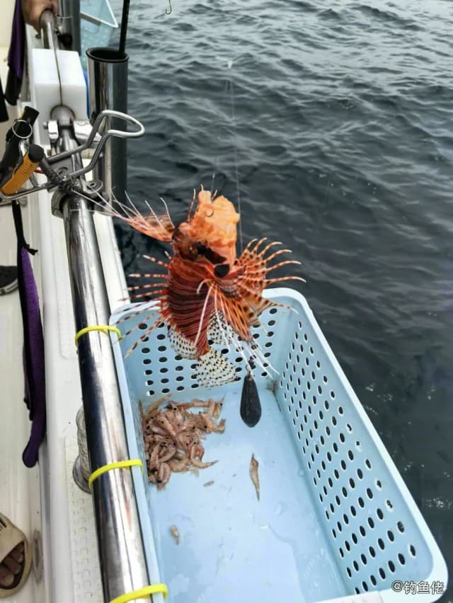 魔鬼蓑鲉钓获 中华人民共和国 0.1kg