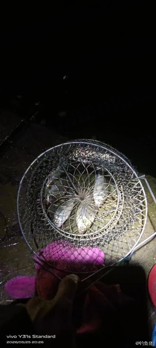 魔鬼蓑鲉钓获 岳阳市 0.05kg