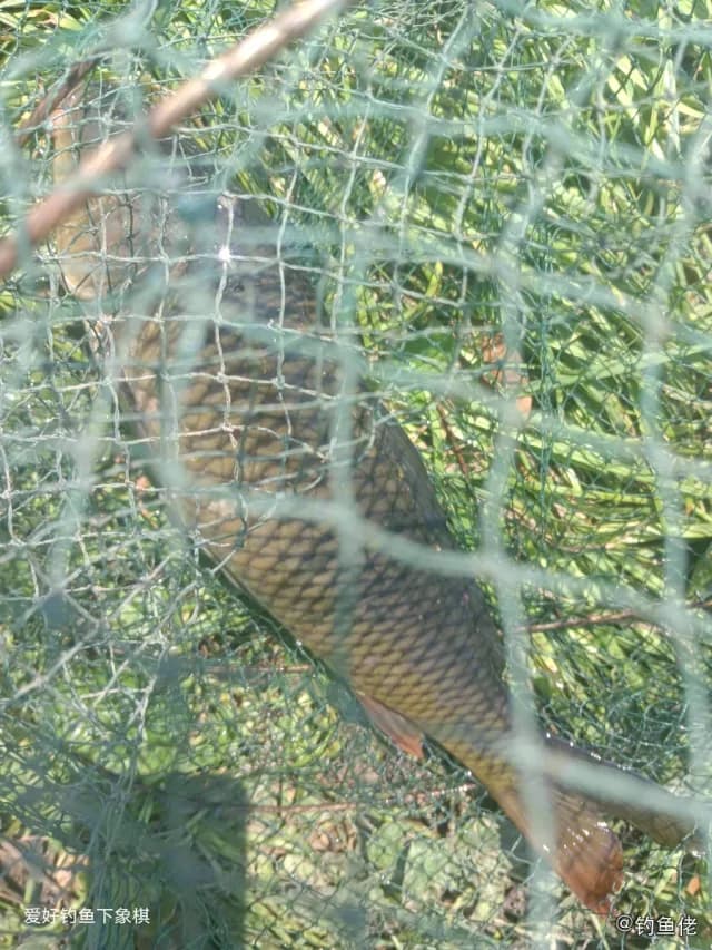 魔鬼蓑鲉钓获 扬州市 0.6kg