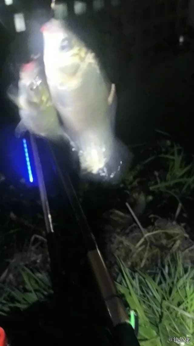 茉莉花鳉钓获 嘉兴市 0.01kg