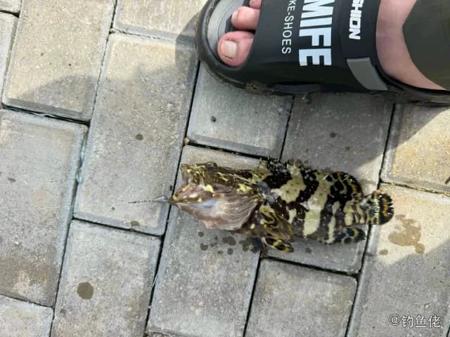 南海石斑鱼钓获 海南省 1.3kg