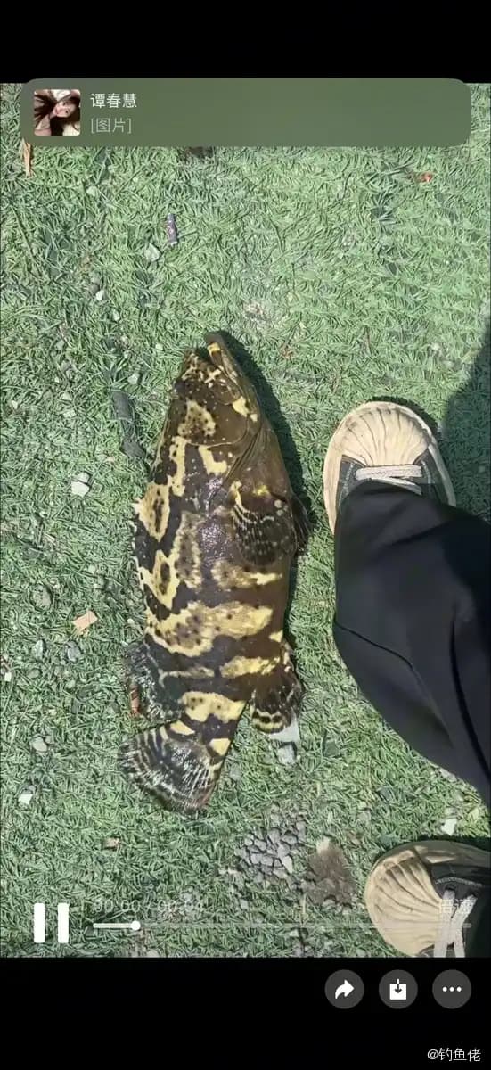 南海石斑鱼钓获 中山市 3.2kg