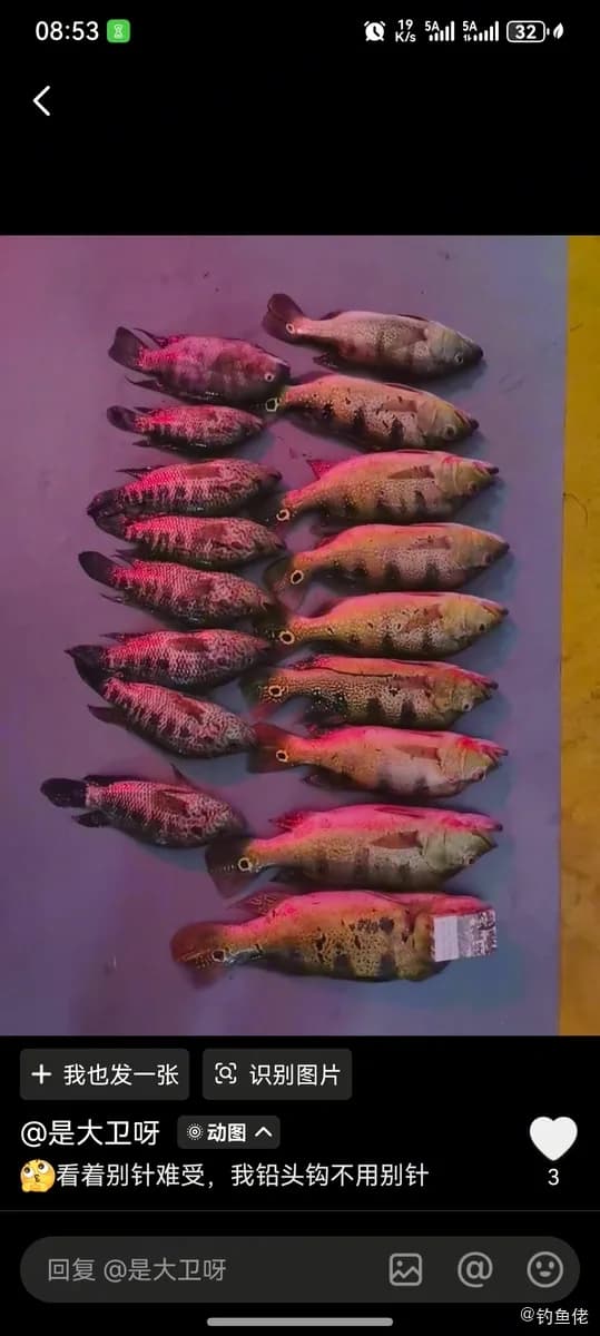 南海石斑鱼钓获 海口市 0.05kg
