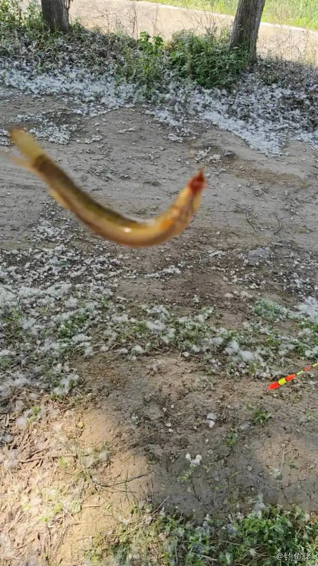 泥鳅钓获 合肥市 0.1kg