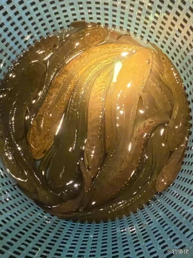 泥鳅钓获 广州市 0.1kg