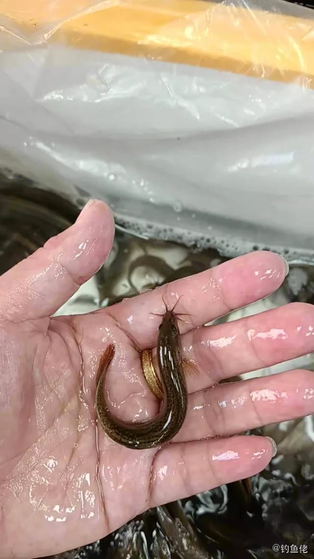 泥鳅钓获 泉州市 0.02kg
