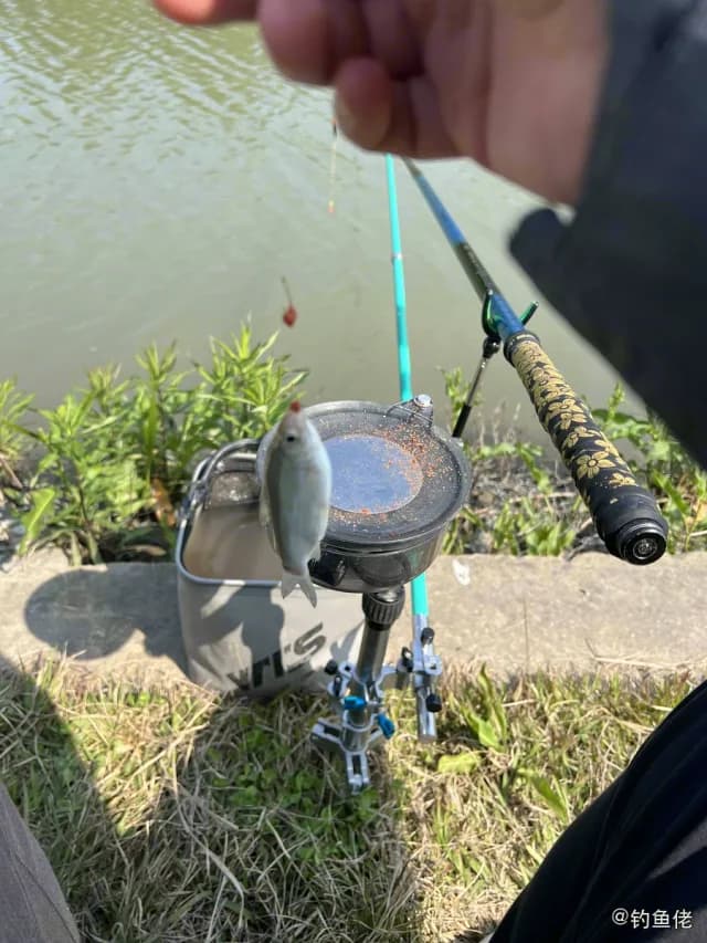 拟三刺鲀钓获 上海市 0.01kg